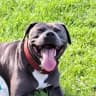 Amy, Hund von Michael S.
