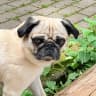 Emma, Hund von Nicole W.