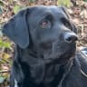 Maja, Hund von Sabine K.