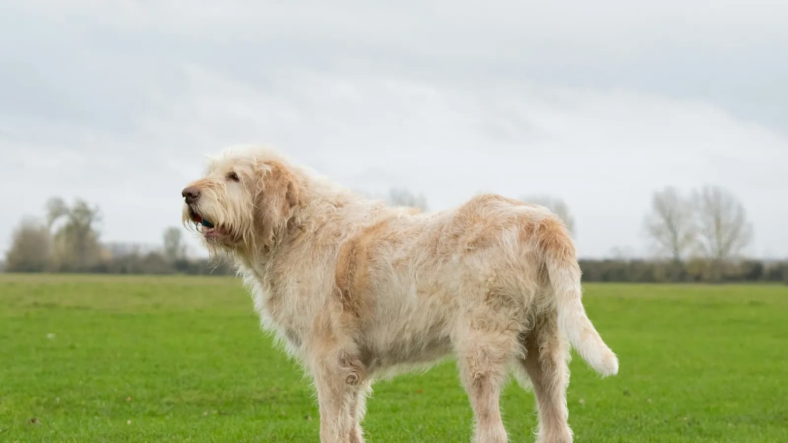 Älterer zotteliger Hund steht auf einer grünen Wiese
