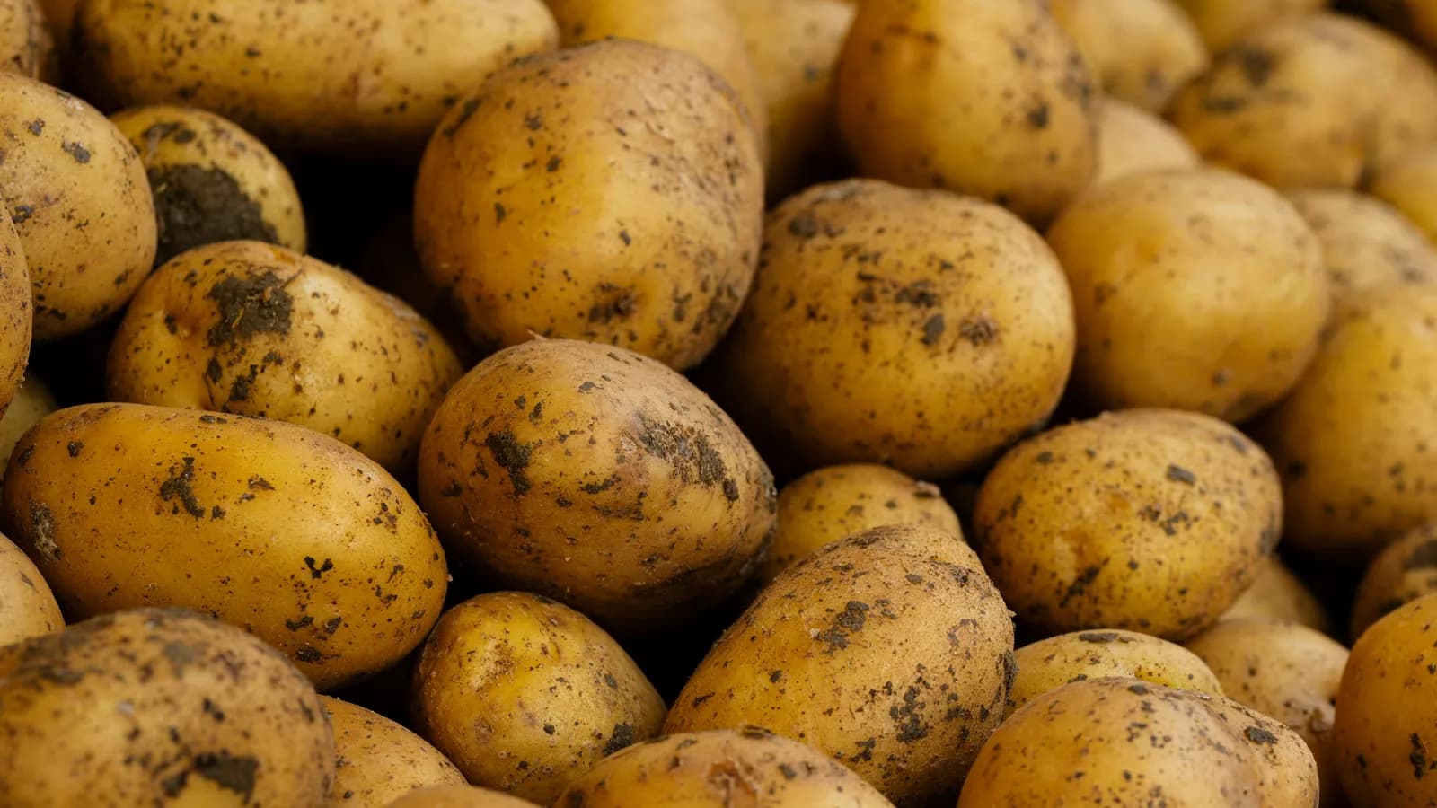 Frisch geerntete Kartoffeln mit Erde daran