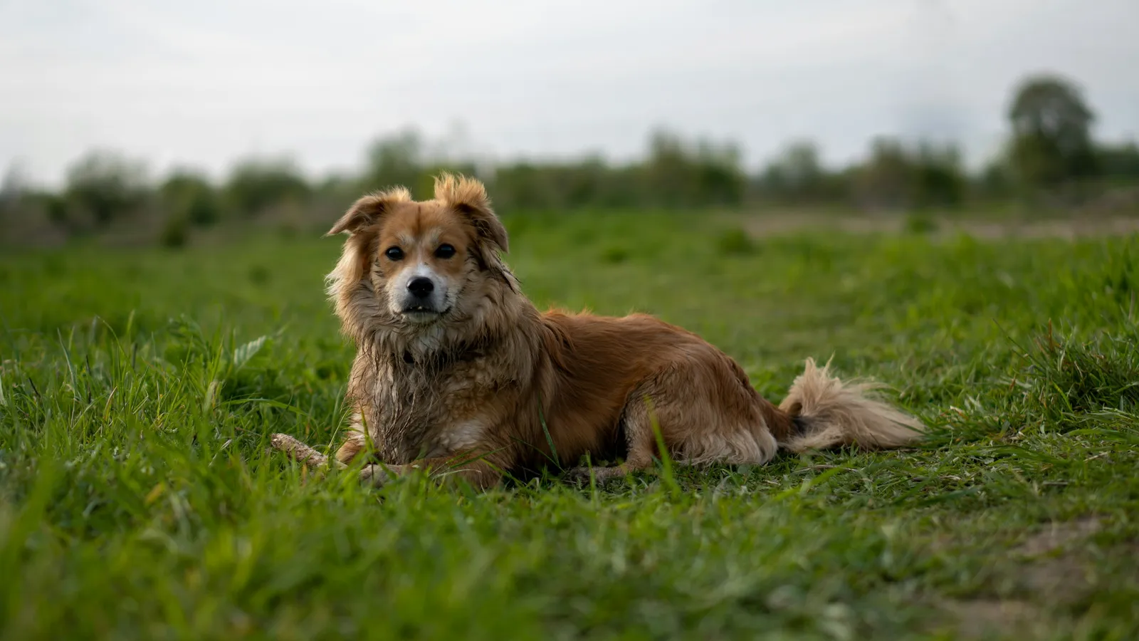 Brauner Hund mit hängenden Ohren liegt in einer Wiese