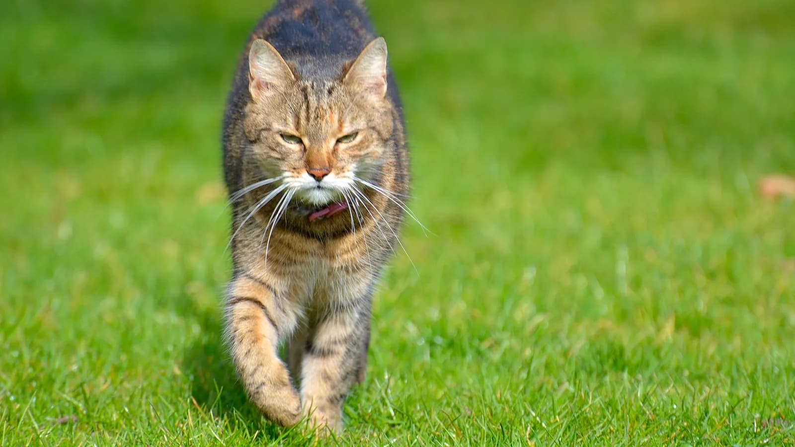 Getigerte Katze läuft über eine grüne Wiese